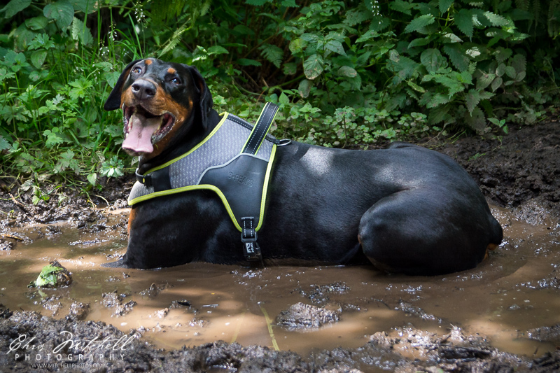 A doberman lies happily in a muddy puddle