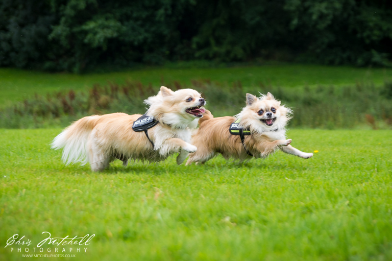 Two chihuahua dogs running through a field