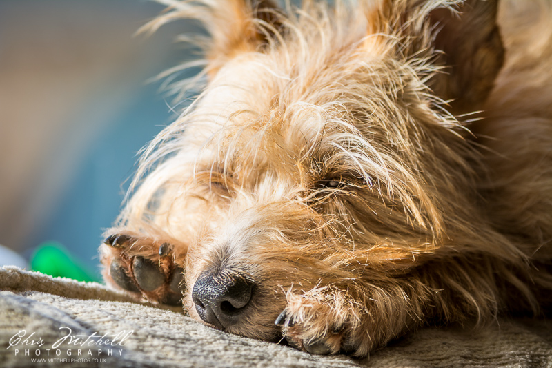 A terrier dog sleeps on the sofa