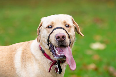 Pack Walk - Camperdown 11 November 18