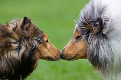 Pack Walk - Camperdown 14 April 19