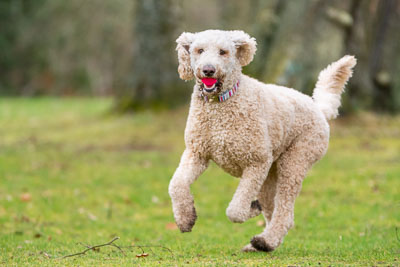 cm-20190217-Pack-Walk-0125-0001.jpg