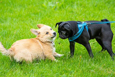 Pack Walk - Camperdown 19 May 19