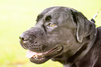 Pack Walk - Camperdown 2 June 19