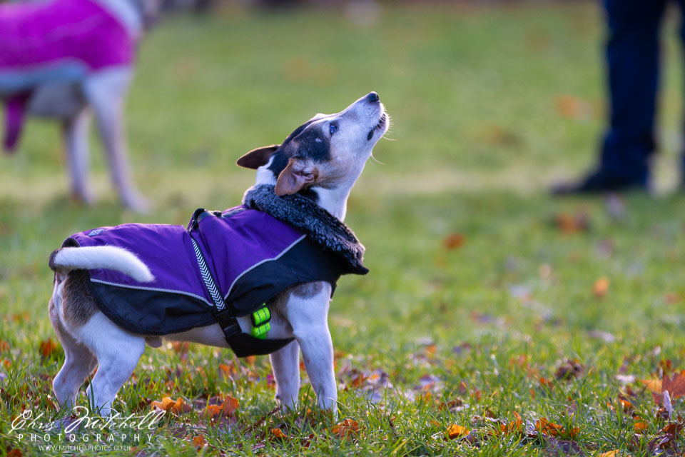 cm-20181223-Pack-Walk-0186.jpg