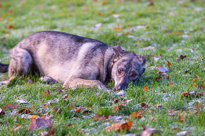 Pack Walk - Camperdown 23 December 18