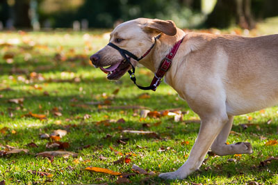 Pack Walk - Camperdown 28 October 18