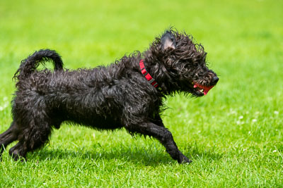 Pack Walk - Camperdown 30 June 19