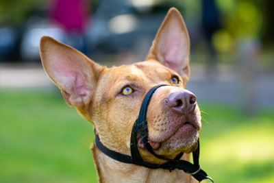 Pack Walk - Camperdown 30 September 18