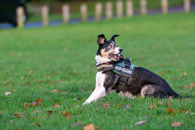 Pack Walk - Camperdown 9 December 18