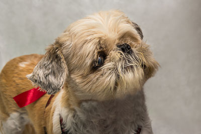 Vets4Pets-Carrickfergus-008-Edit.jpg