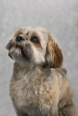 Vets4Pets-Carrickfergus-058-Edit.jpg