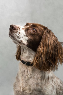Vets4Pets Carrickfergus 1 July 17 Vets4Pets Carrickfergus 1 July 17