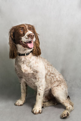 Vets4Pets Carrickfergus 1 July 17 Vets4Pets Carrickfergus 1 July 17