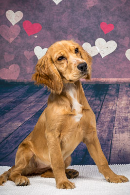Vets4Pets Larne 31 March 18 Vets4Pets Larne 31 March 18