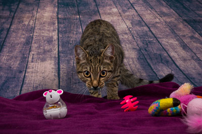 Vets4Pets-Larne-093-0001.jpg