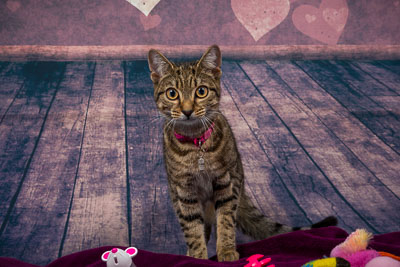 Vets4Pets-Larne-094-0001.jpg