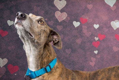 Vets4Pets Larne 31 March 18 Vets4Pets Larne 31 March 18