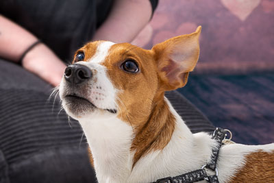 Vets4Pets Newtownards 5 May 18 Vets4Pets Newtownards 5 May 18