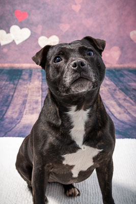 Vets4Pets Newtownards 5 May 18 Vets4Pets Newtownards 5 May 18