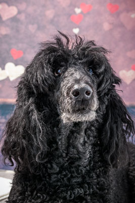 Vets4Pets Newtownards 5 May 18 Vets4Pets Newtownards 5 May 18