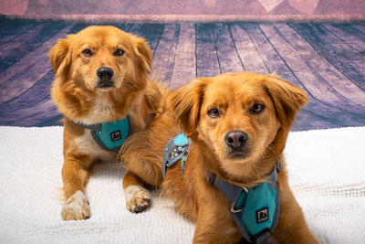 Vets4Pets Newtownards 5 May 18 Vets4Pets Newtownards 5 May 18