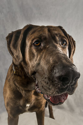 Vets4Pets-006-Edit.jpg