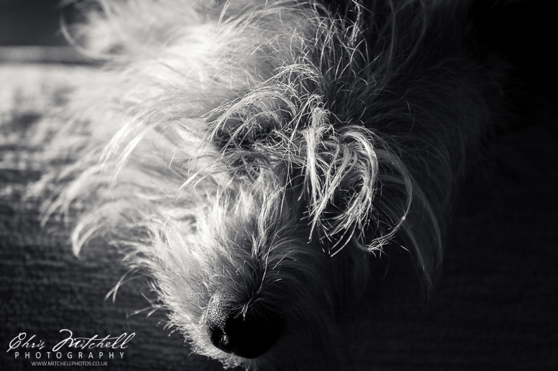 a black and white closeup of a dog's face