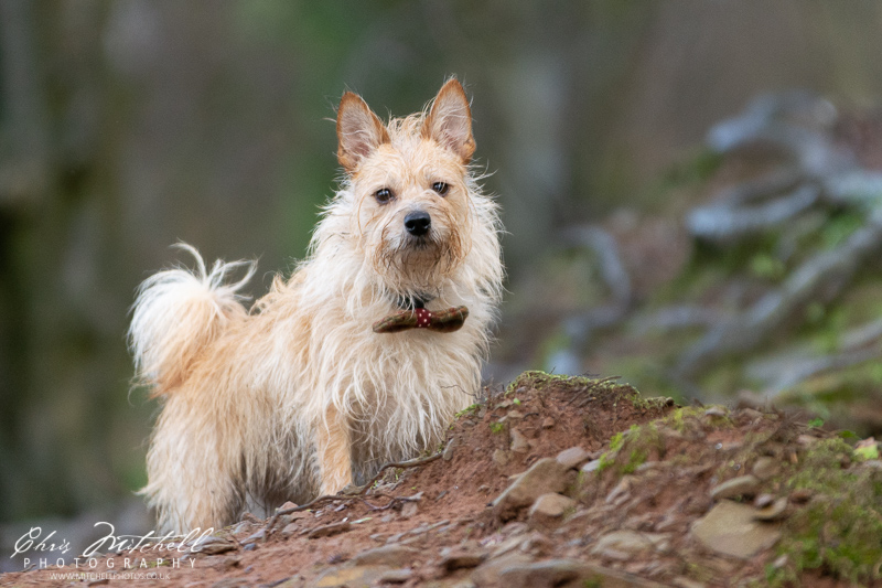 dog posing on hill