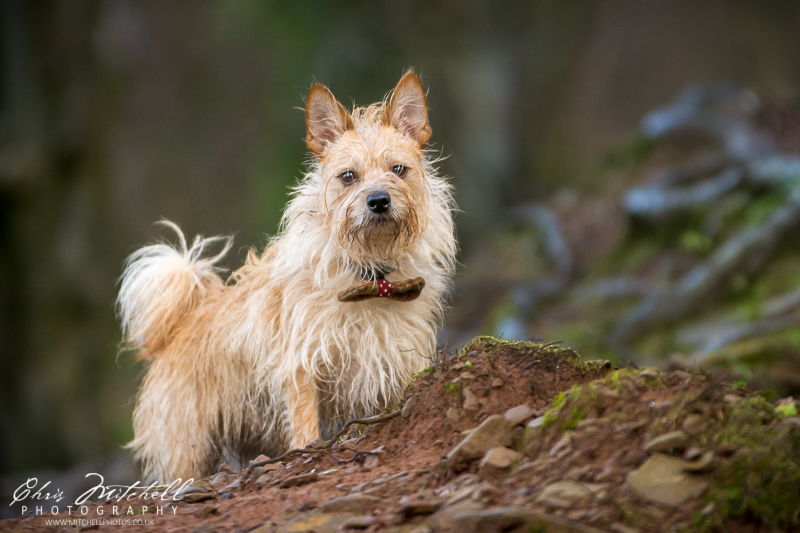 dog posing on hill