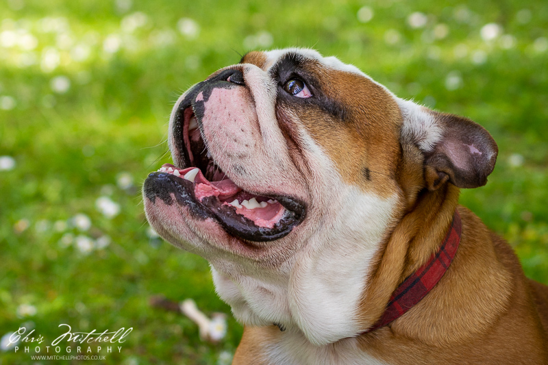 A closeup of a bulldog's face