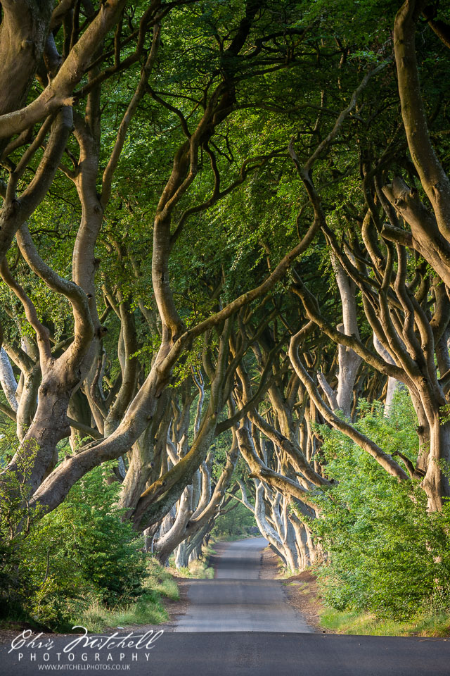 cm-20180713-Dark-Hedges-0014.jpg