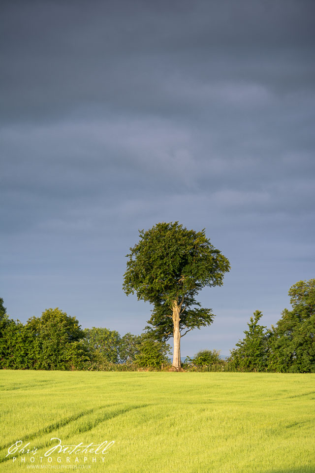 cm-20180713-Dark-Hedges-0027.jpg